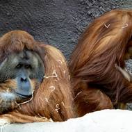 Diri s Pagym a svým novorozencem žijí v horním patře pavilonu Indonéská džungle