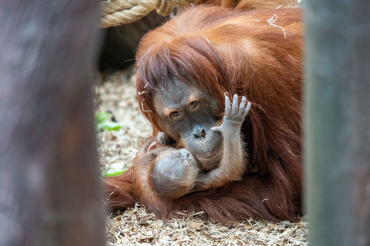 Pražská zoo slaví. Na svět přišel vzácný orangutan sumaterský
