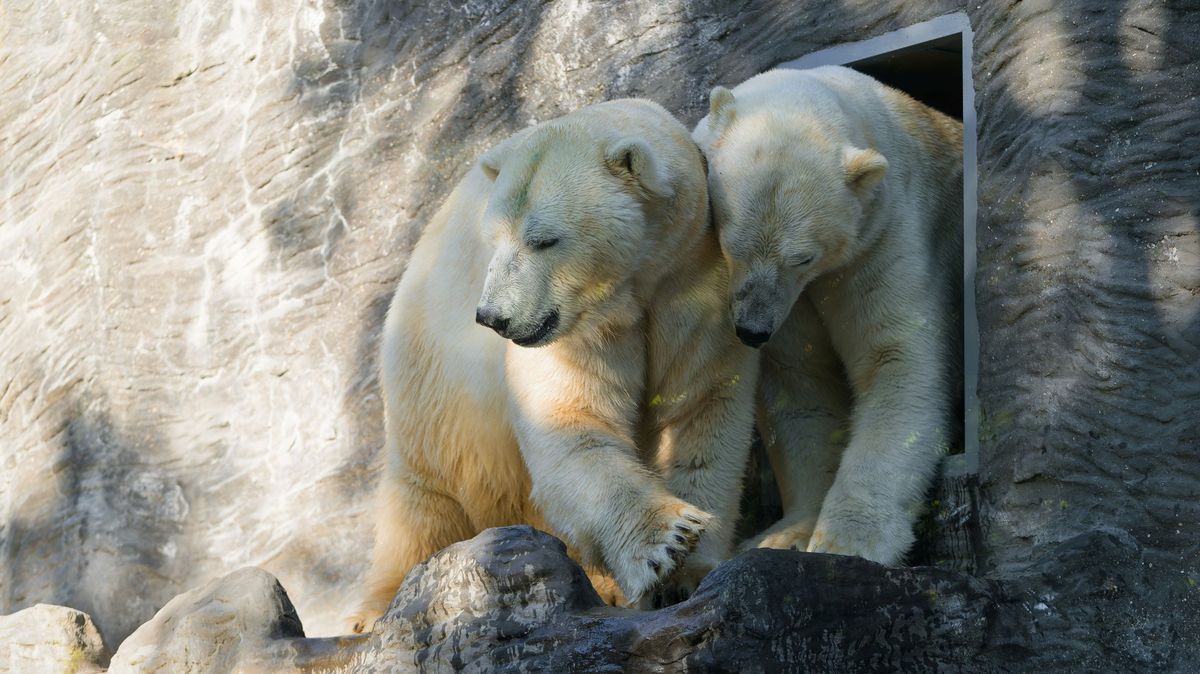 Jsou velmi hraví. Dvojčata ledních medvědů si už zvykají na nový domov v pražské zoo