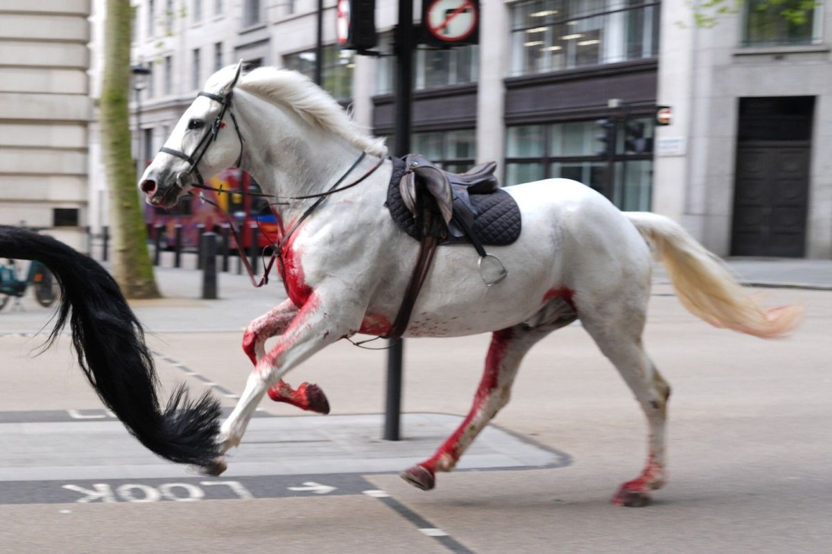 Dva koně, kteří řádili v centru Londýna, prodělali operace a jsou ve vážném stavu