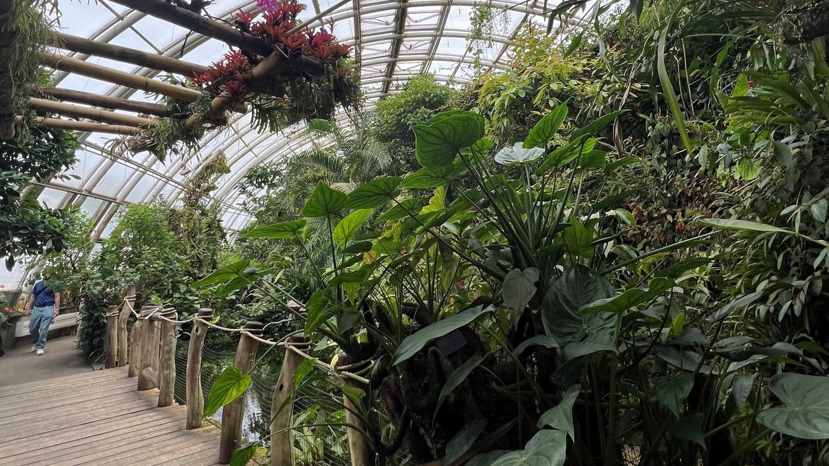 Unikátní stavba s pěti tisíci druhy rostlin. Tropická oáza v pražské botanické zahradě slaví 20 let