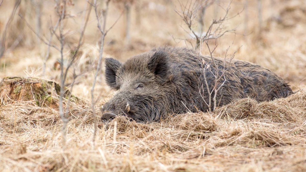 Globální oteplování ovlivňuje kvalitu spánku divokých zvířat, zjistila studie