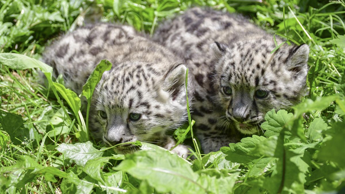 Zoo Jihlava slaví kulaté výročí chovu irbisů. Ti se pečovatelům odměnili mláďaty