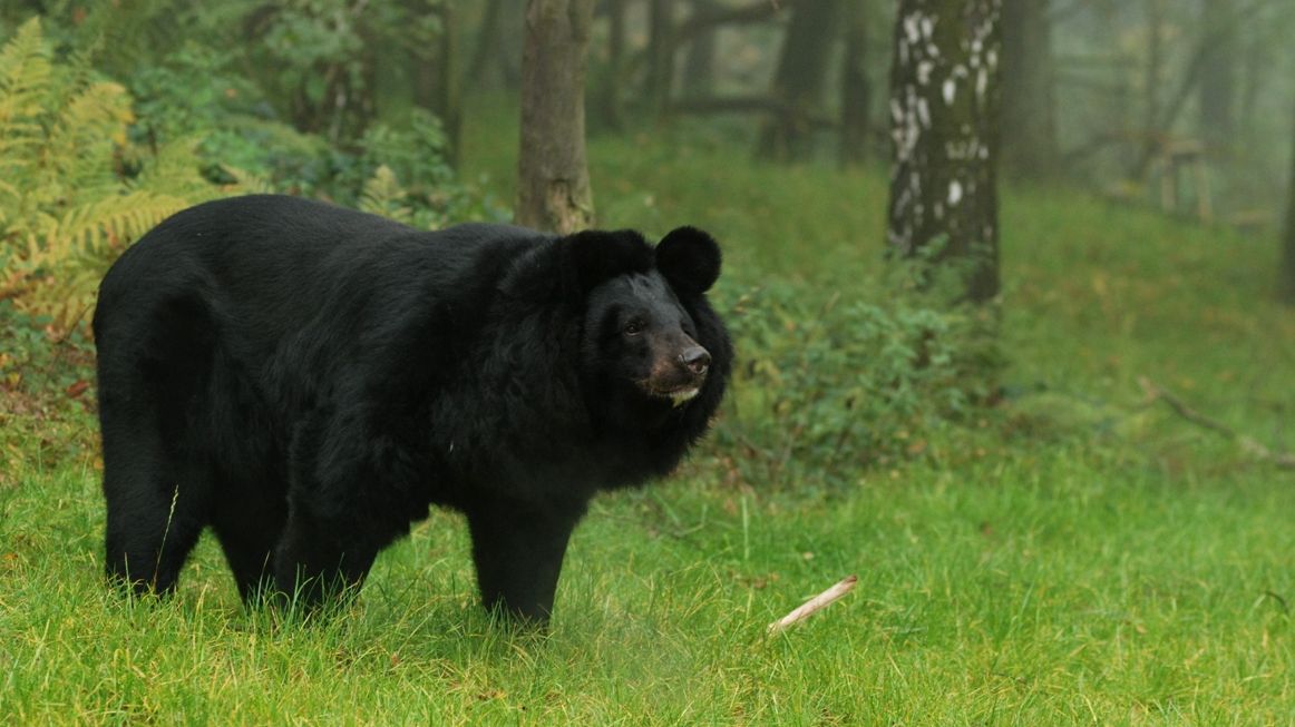 V ostravské zoo museli utratit vzácnou medvědici