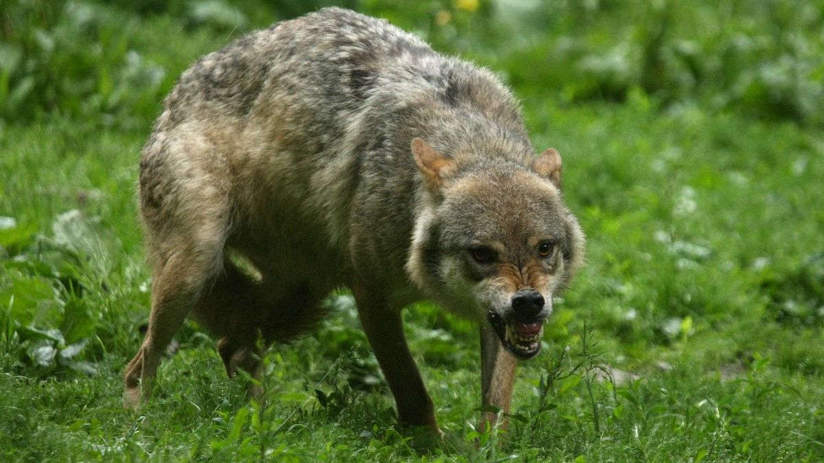 Vlci zaútočili v safari parku u Paříže na návštěvnici a vážně ji zranili