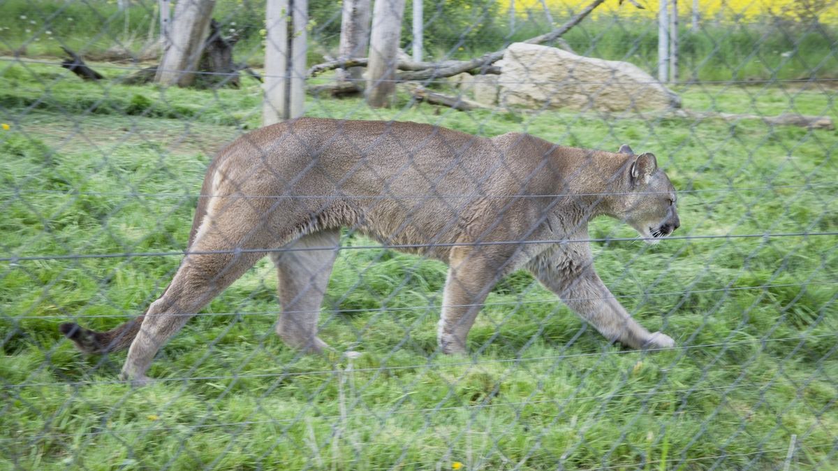 Majitele soukromé zoo na Slovensku zabila šelma