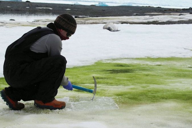 BEZ KOMENTÁŘE: Kvůli klimatickým změnám sníh na Antarktidě zelená