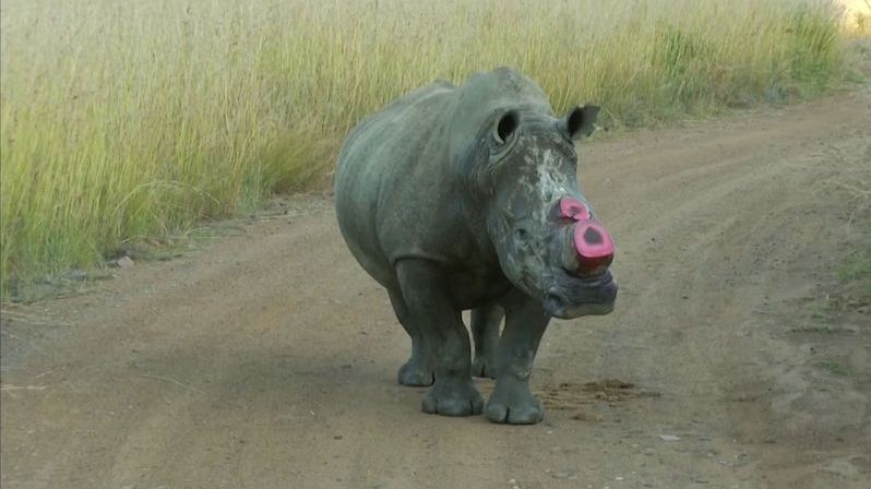 V rezervacích řezali nosorožcům rohy kvůli pytlákům