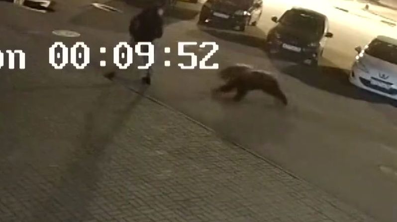 Medvěd na parkovišti napadl muže, útok zachytila kamera