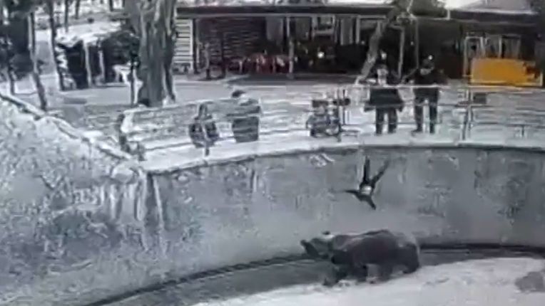 Frustrovaná matka hodila v taškentské zoo dítě do výběhu medvědům, přežilo