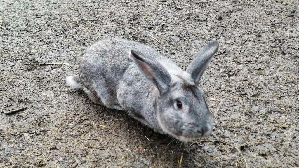 Bystrá fenka zadržela na Liberecku zlodějku, která ukradla chovného králíka