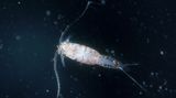 Mořský plankton se v důsledku globálního oteplování posouvá směrem k pólům