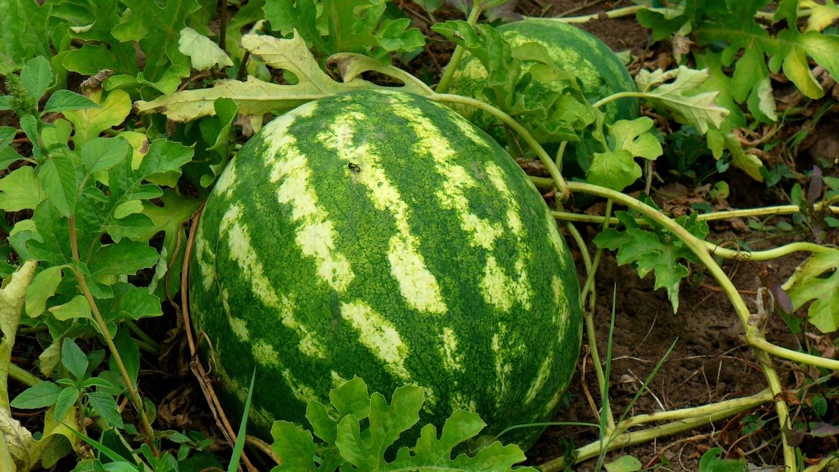 Jak Zastipovat vodni meloun?