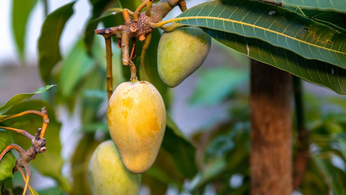 Jak si doma vypěstovat mango z pecky