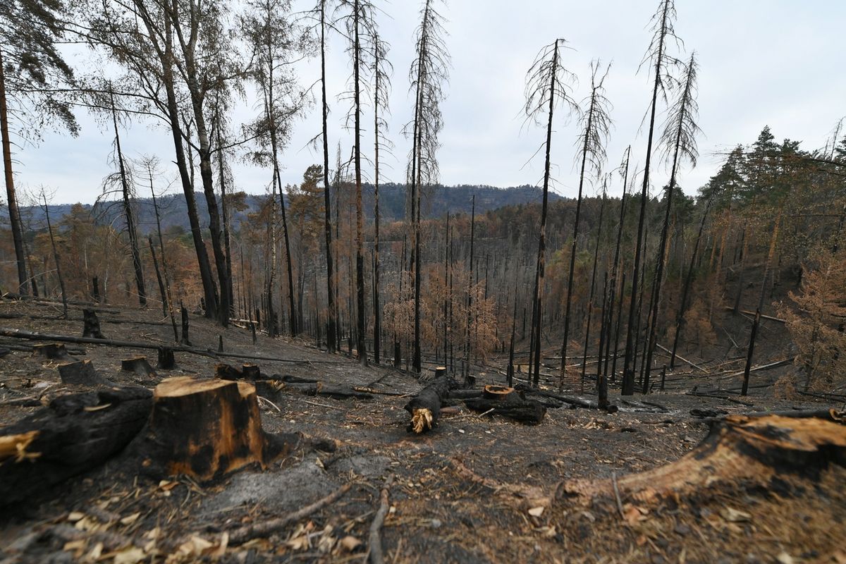 Ohořelé stromy, spálená půda - tak vypadá České Švýcarsko po rozsáhlém požáru.