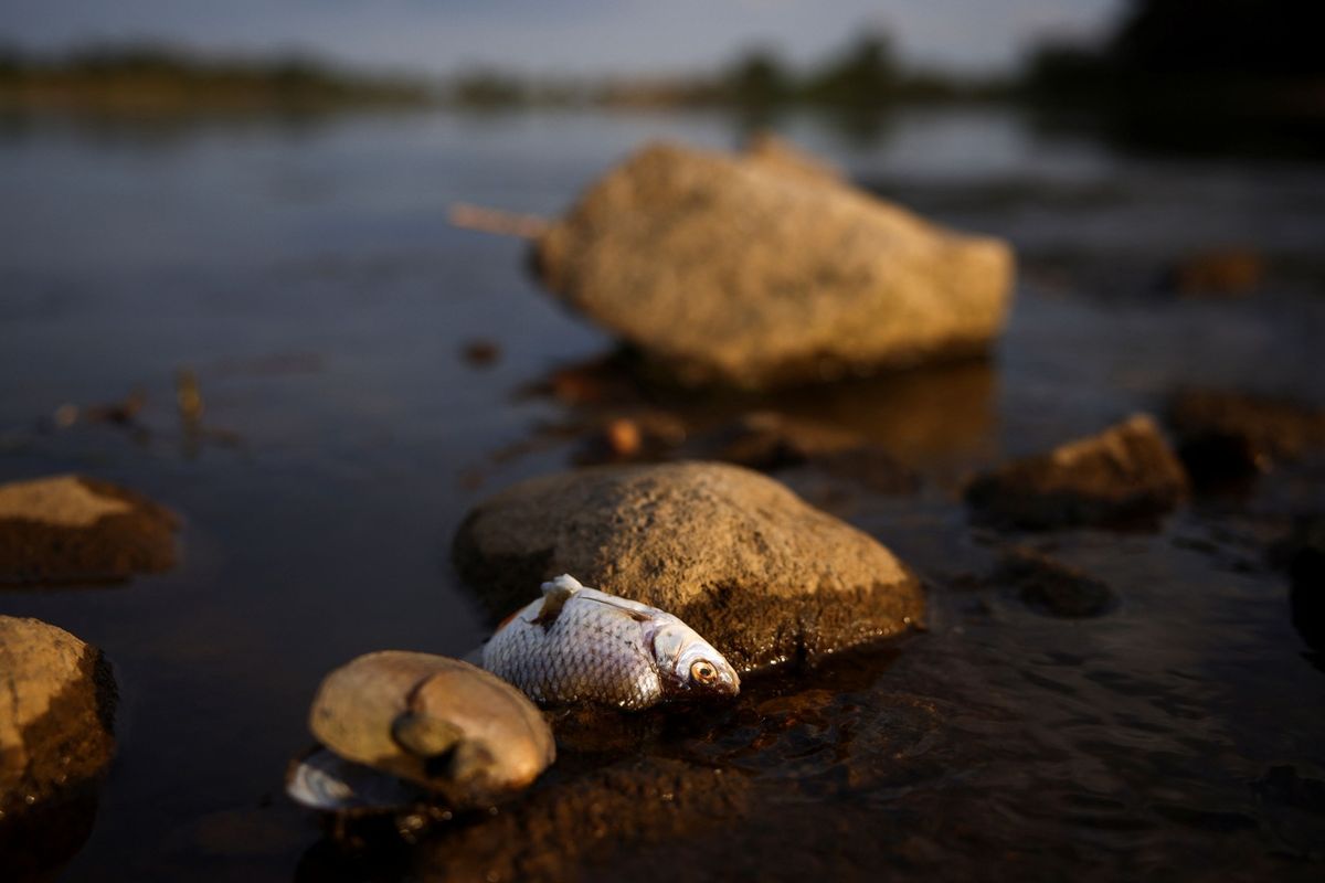Uhynulá ryba v řece Odře nedaleko polsko-německých hranic.