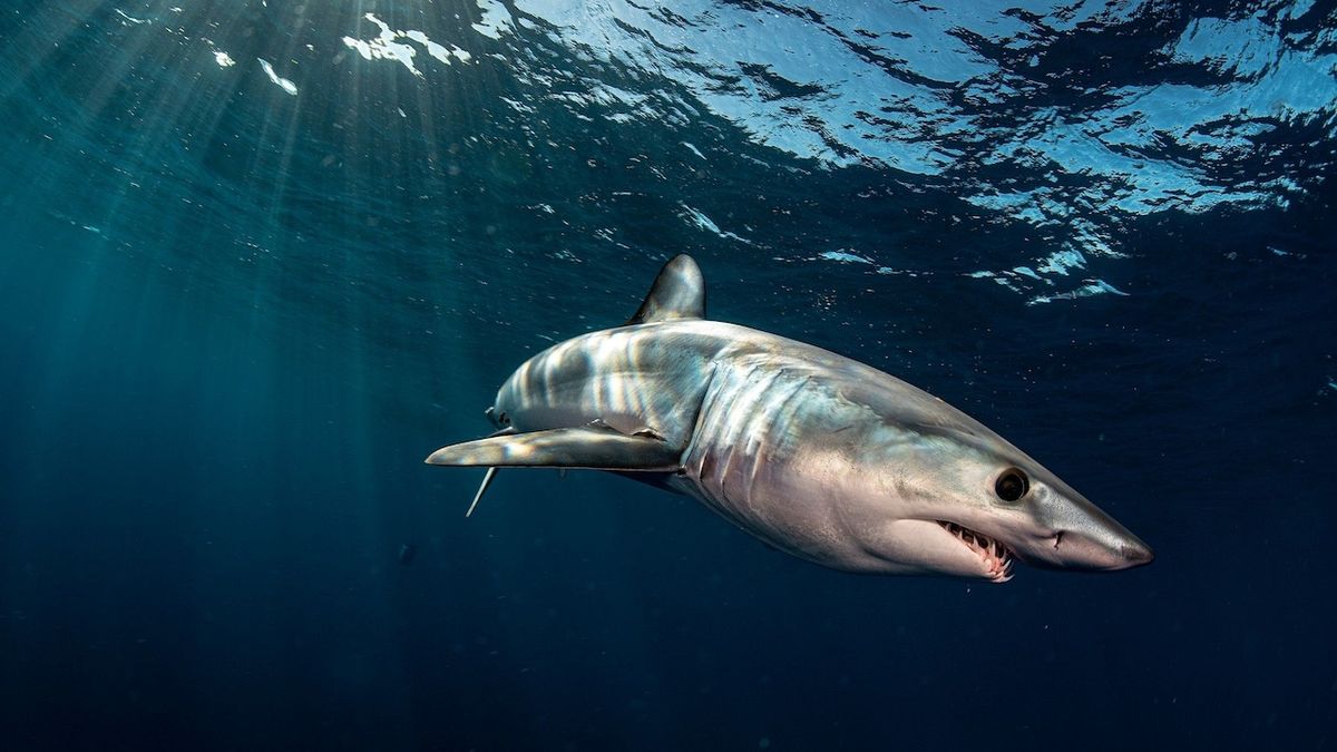 U španělského pobřeží se objevil žralok mako