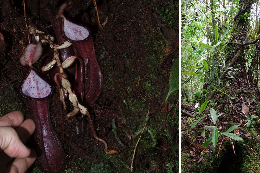Láčkovka stydlivá byla objevena v lesích Bornea.