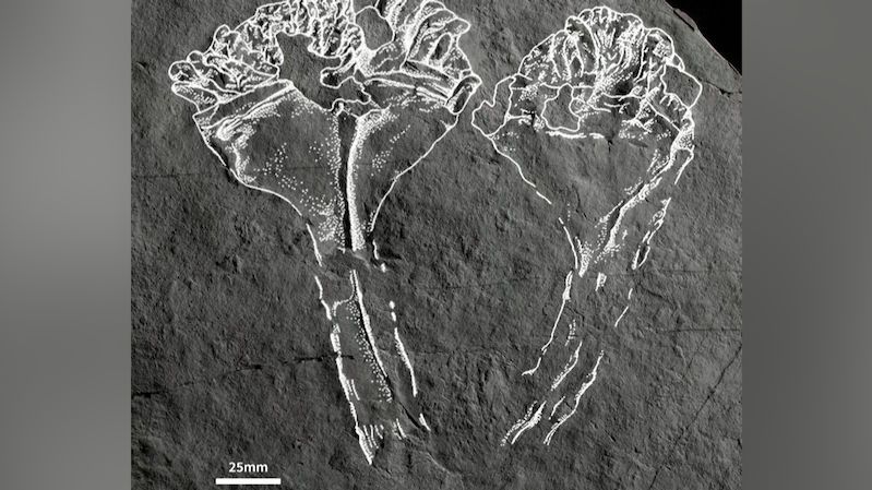 Auroralumina attenboroughii. V Británii našli pozůstatky nejstaršího známého predátora