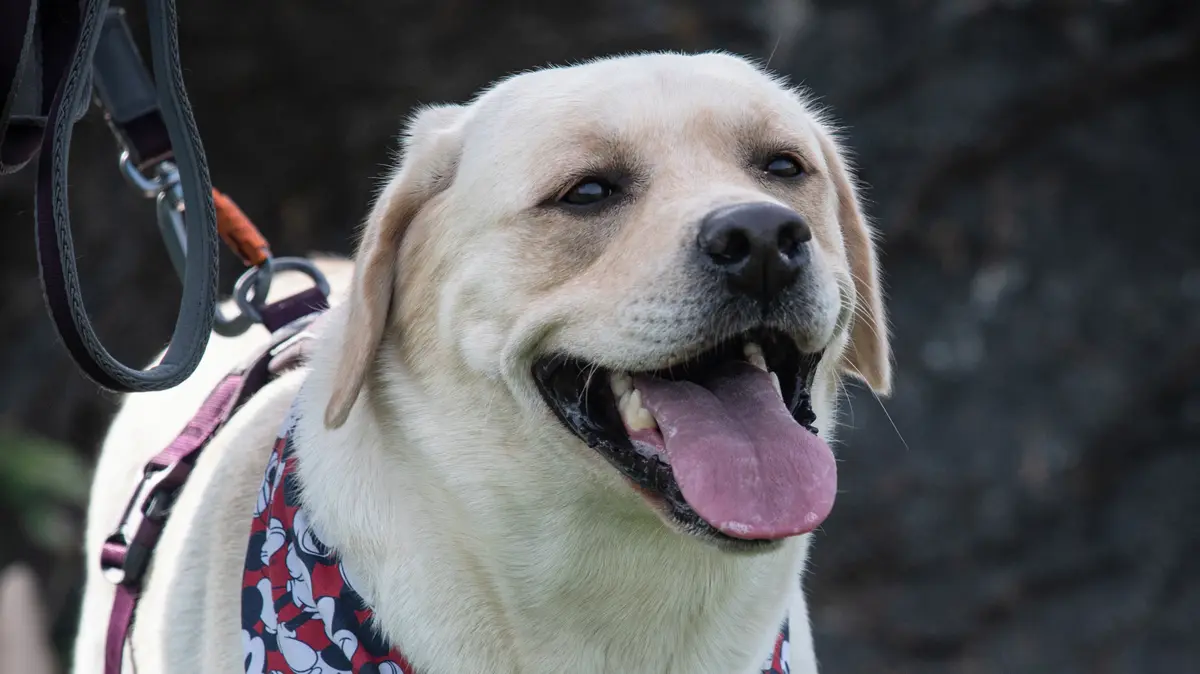 Podvod se štěňaty labradorů. Lidé posílali peníze, psy nikdy neviděli