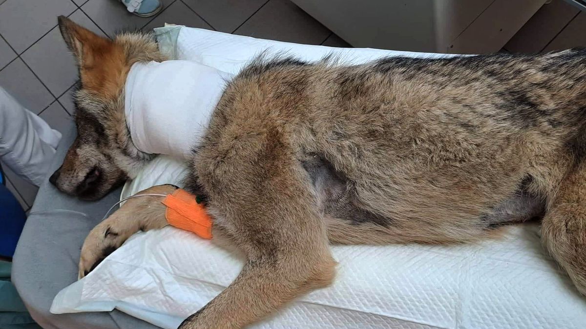 Nalezený vlk z Karlovarska má rozsáhlejší zranění, než se čekalo