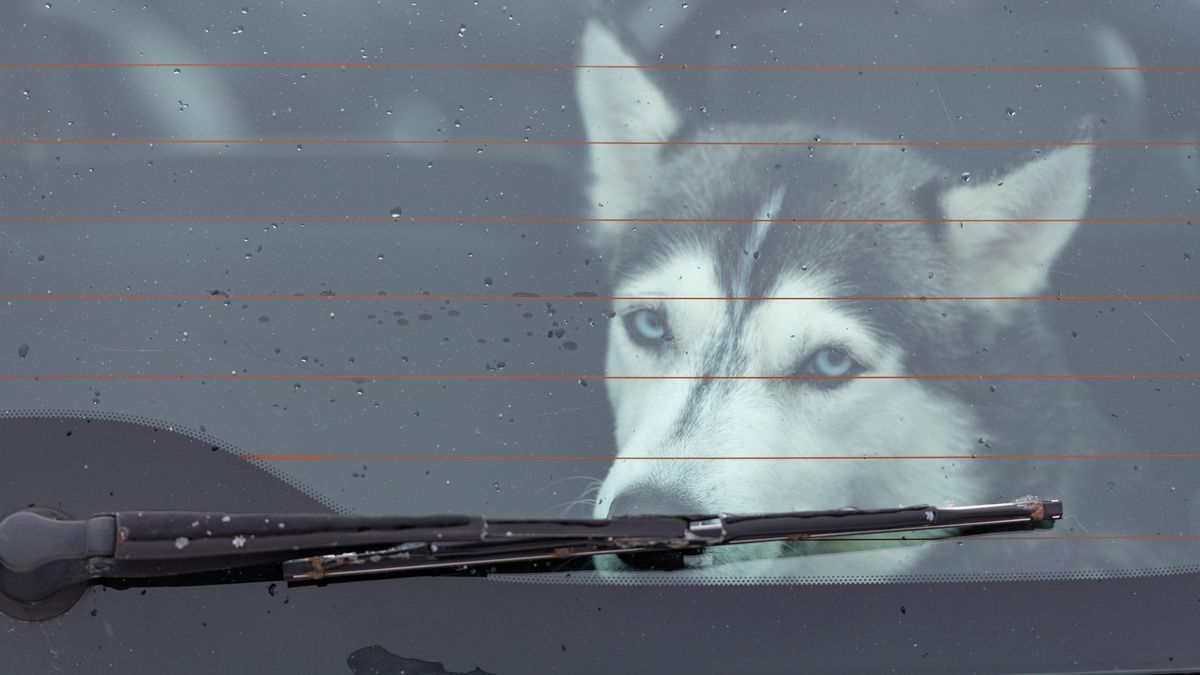 Muž se zastal psa zavřeného v autě. Majitel ho za to zkopal