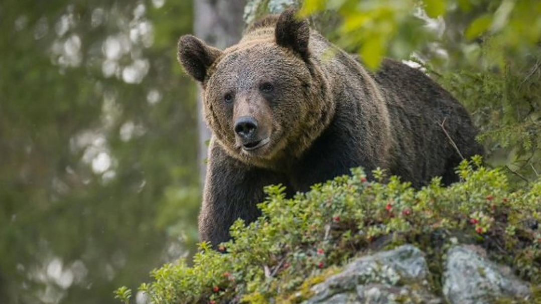 Medvědice, která v Itálii zabila běžce, útočila už před dvěma lety. Utracena zatím nebude