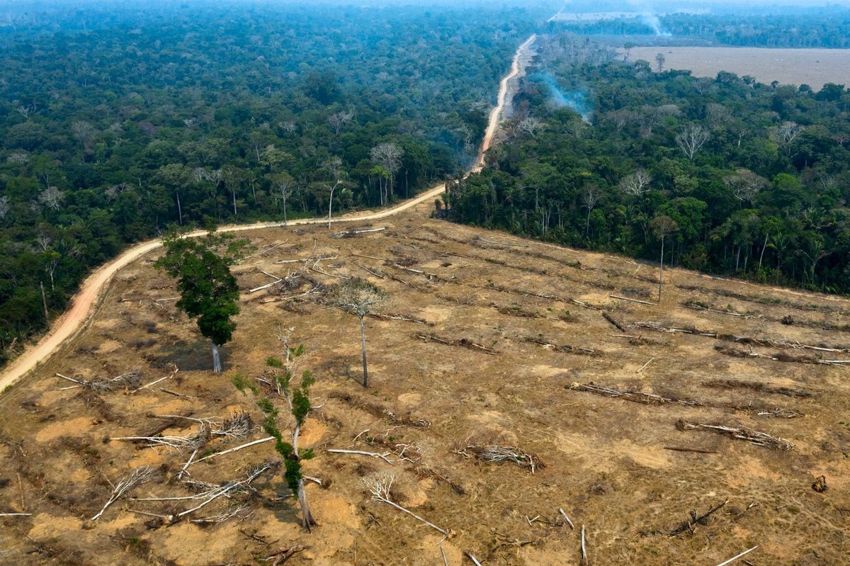 Odlesňování amazonského pralesa zpomalilo