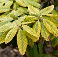 Zežloutlé listy naznačují chlorózu. Ta postihuje kyselomilné rostliny pěstované v nevhodné vápnité půdě, z níž si nemůžou vzít potřebné železo.