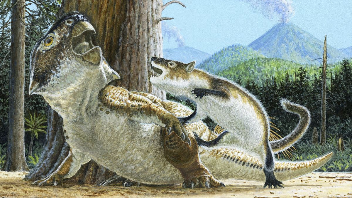 Pozoruhodná zkamenělina z Číny: „jezevec“ zaútočil na dinosaura