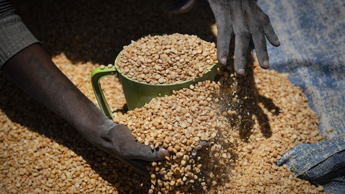 Světové ceny potravin v srpnu klesly, rýže je ale nejdražší za 15 let