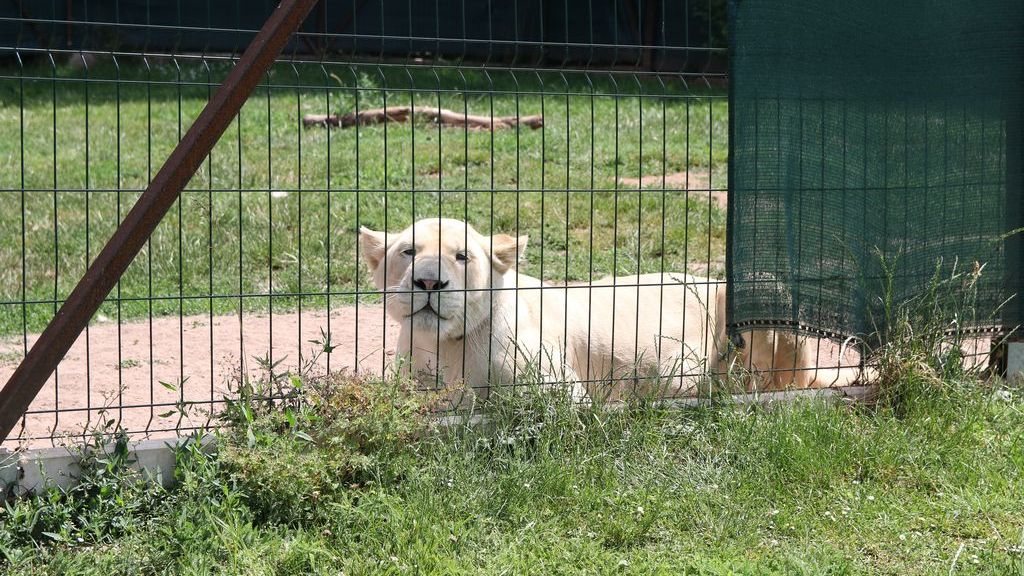 Policisté zabavili na Lounsku bílého lva