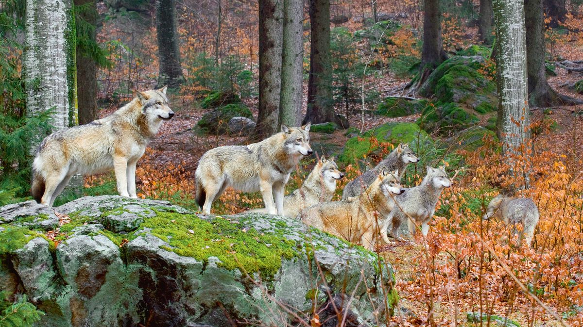 Vlků v českých lesích přibývá. Máme se bát?