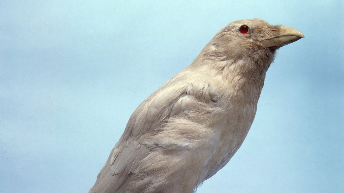 Ochránci přírody našli v USA vzácnou bílou vránu