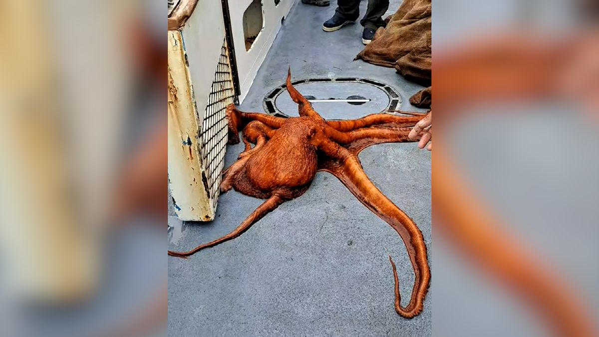 Rybáři chytili chobotnici vážící 22 kilogramů