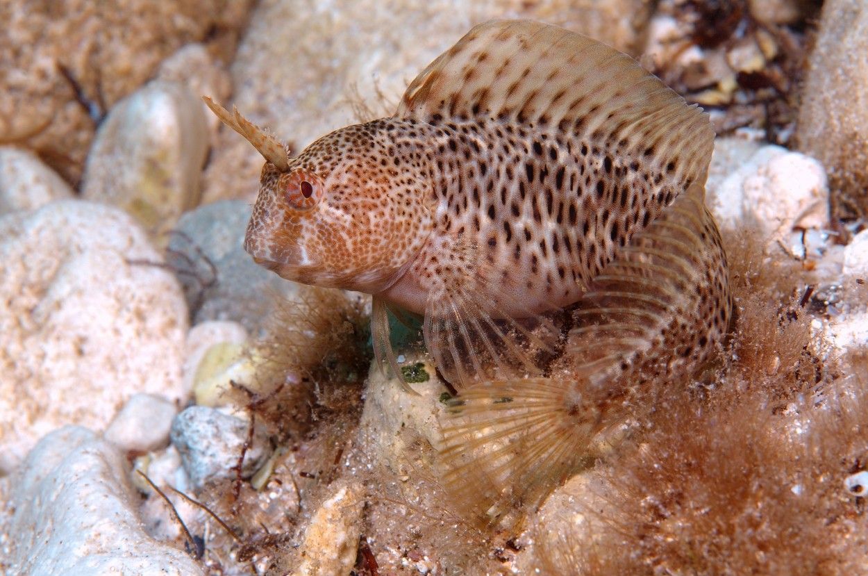 Slizoun výběžkatý