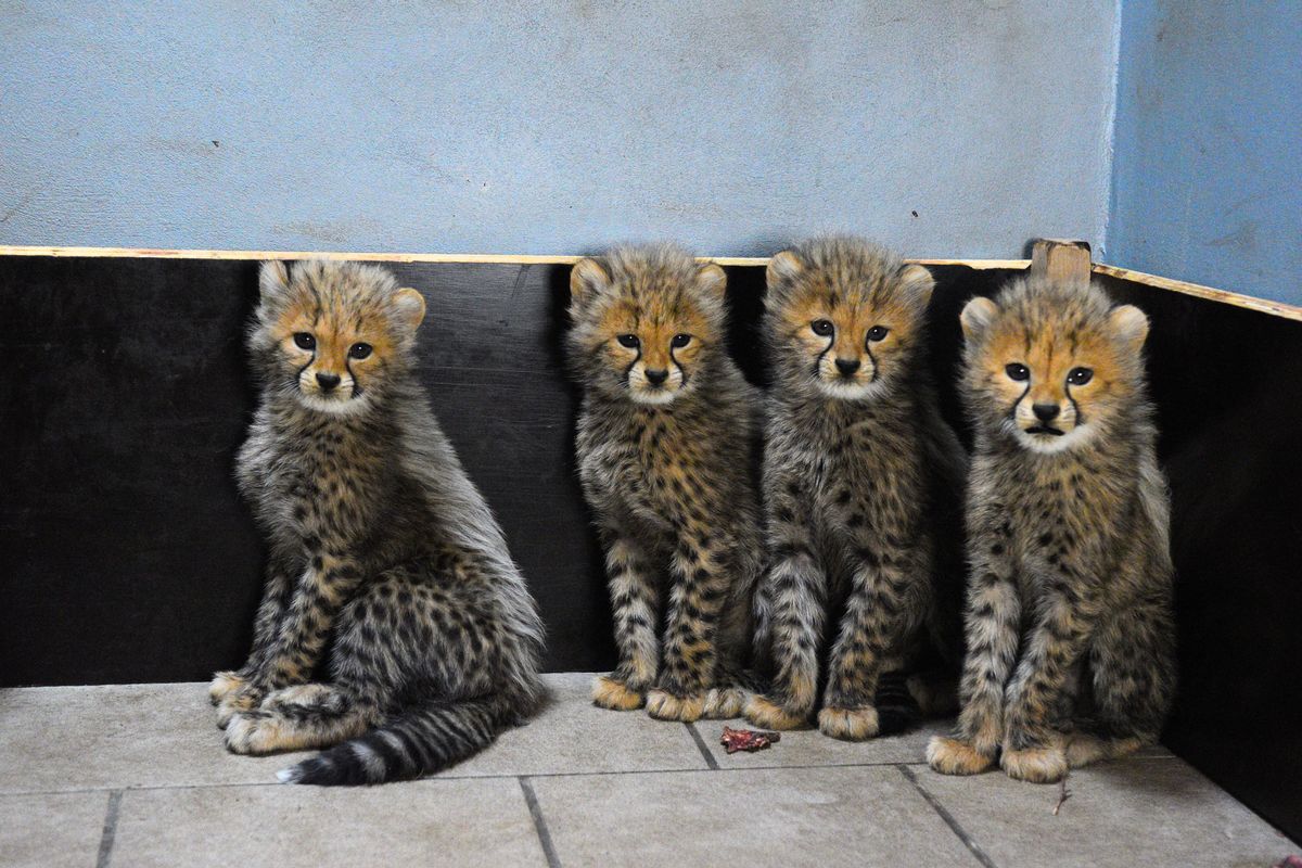 Ústecká zoo se pochlubila gepardími čtyřčaty