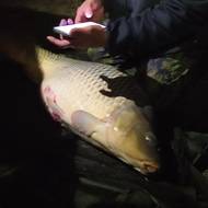 Kapr z Těrlické přehrady měří 125 centimetrů a váží 27,5 kilogramu.