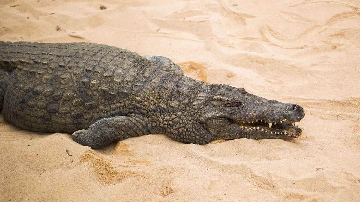 Návštěvníky oblíbené pláže v Mexiku vyděsil dvoumetrový krokodýl