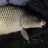 Kapr z Těrlické přehrady měří 125 centimetrů a váží 27,5 kilogramu.