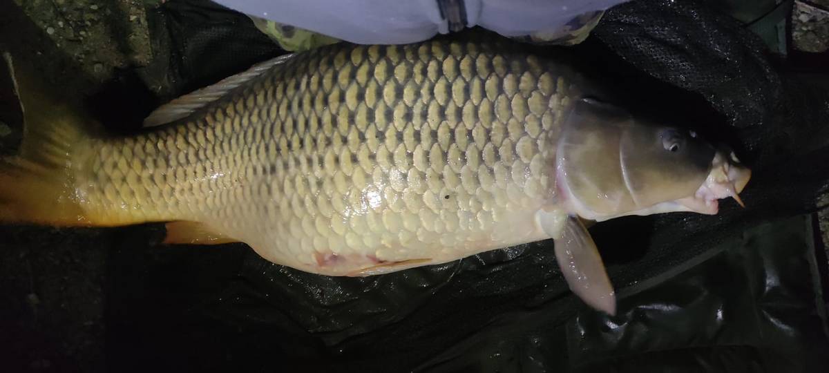 Kapr z Těrlické přehrady měří 125 centimetrů a váží 27,5 kilogramu.