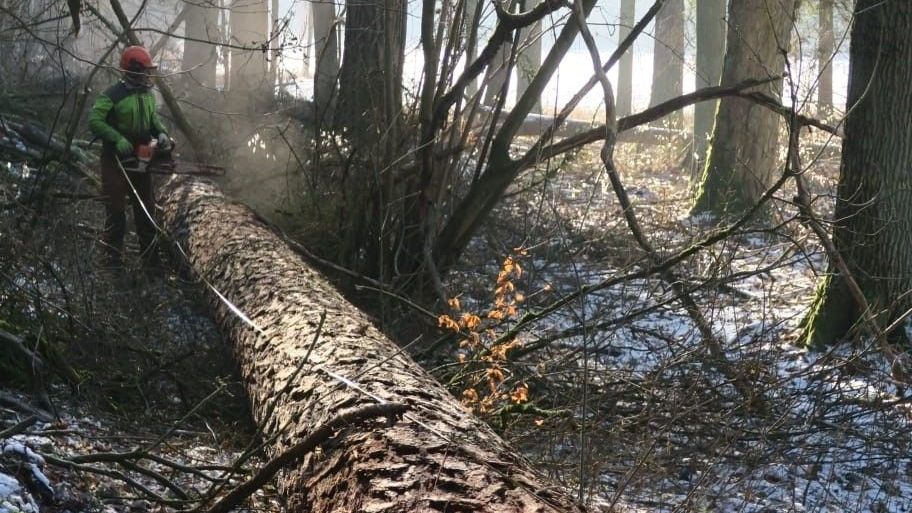 Kůrovcová kalamita skončila, státní lesy snížily těžbu dřeva