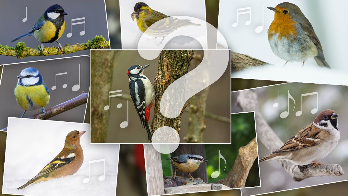 KVÍZ: Poznáte naše ptáky podle jejich zimního zpěvu?