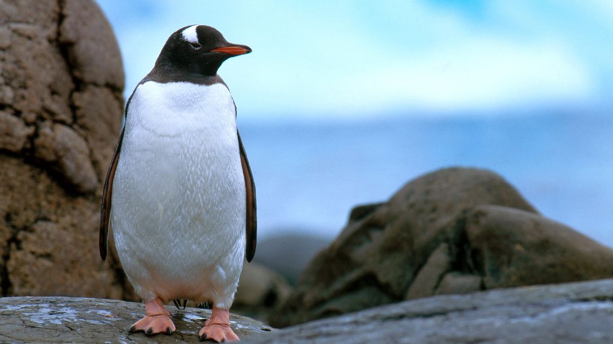 Ptačí chřipka začíná kosit tučňáky oslí u Antarktidy
