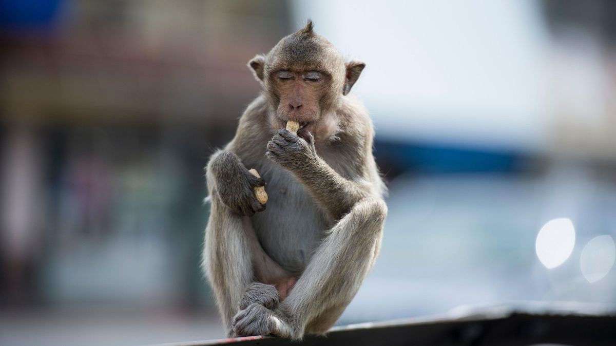 Thajské město terorizují opice. Úřady je chtějí pochytat pomocí lsti