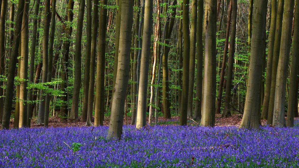 FOTO: Kouzelný les v Belgii opět obsypaly modré zvonky