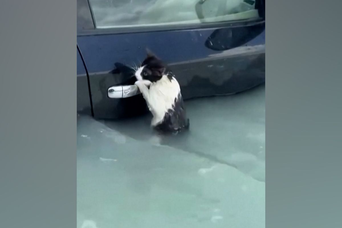 Dojemná záchrana. Kočka v Dubaji se zuby nehty držela kliky zaplaveného auta