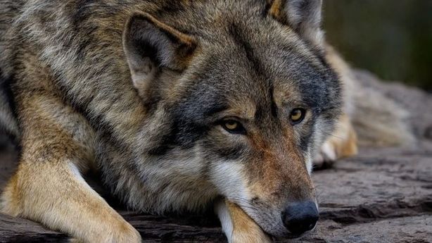 „Strach z vlků je uměle udržován pohádkou o Červené Karkulce.“ Ministerstvo zrušilo rozhodnutí umožňující jejich odstřel