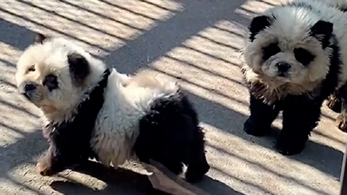 V čínské zoo přebarvili psy na pandy