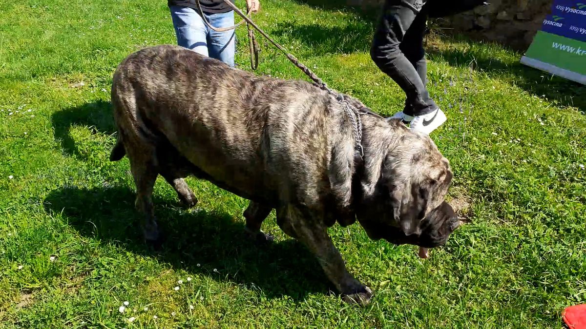 Nejtěžší pes v Česku váží 125 kilo